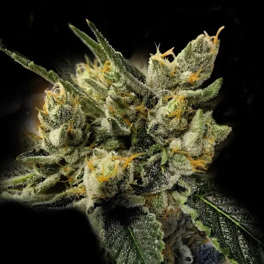 GMO Kosher (DNA Genetics) feminisiert Cannabis Samen von DNA Genetics