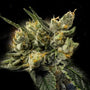GMO Kosher (DNA Genetics) feminisiert