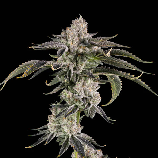 Gridlock (Wizard Trees) feminisiert Cannabis Samen von Wizard Trees
