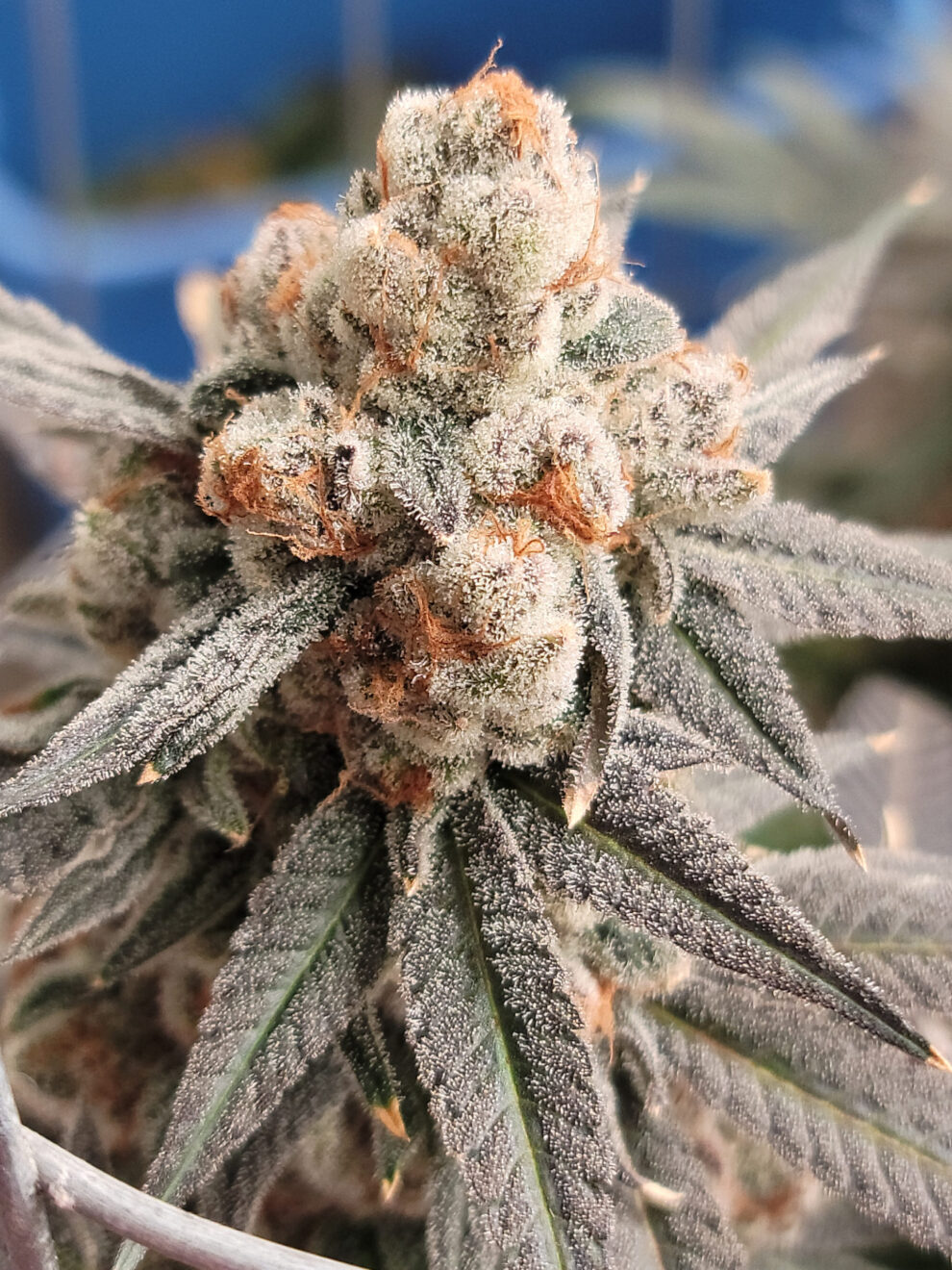 Gelato Punch (Elev8 Seeds) feminisiert