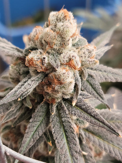 Gelato Punch (Elev8 Seeds) feminisiert