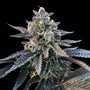 Gelato Sorbet (DNA Genetics) feminisiert