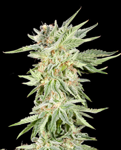 Gelato Sundae (Elev8 Seeds) feminisiert