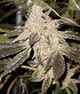 Gelato Sundae (Elev8 Seeds) Feminized