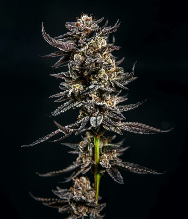Gelatomo (Elev8 Seeds) feminisiert