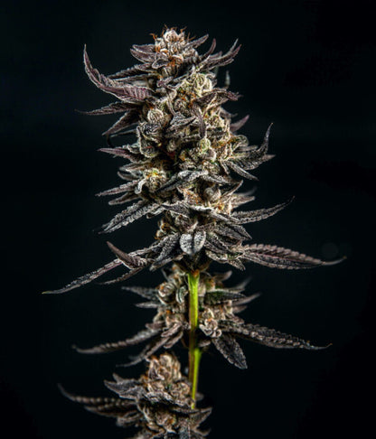 Gelatomo (Elev8 Seeds) feminisiert