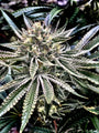 Gelatomo (Elev8 Seeds) feminized
