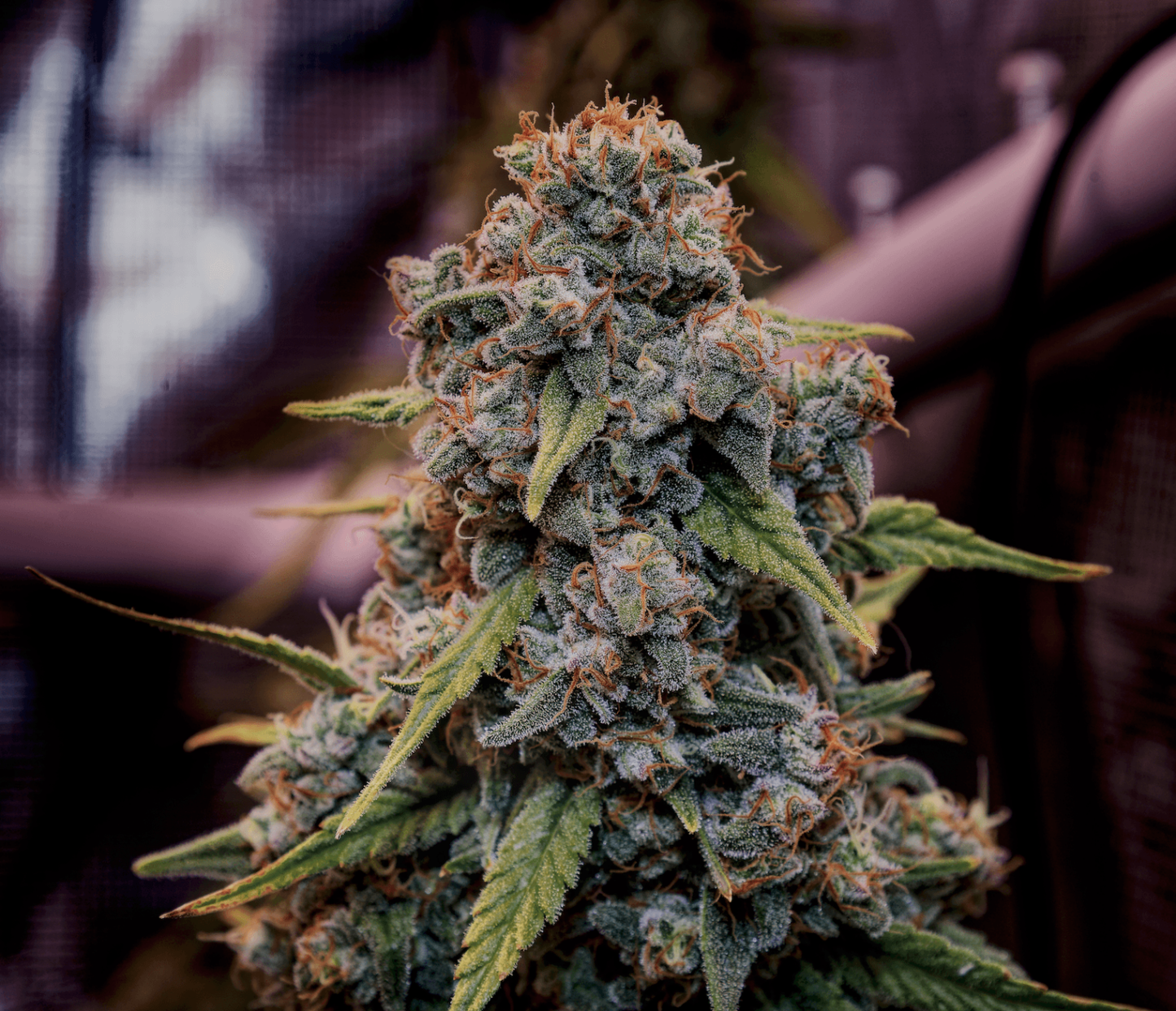 Genius Juice (Brothers Grimm Seeds) feminisiert