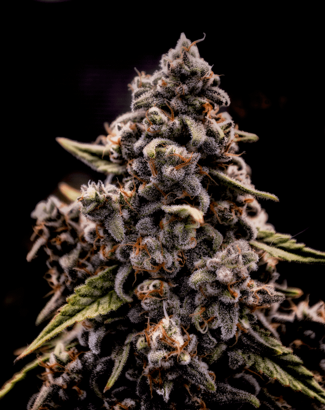 Genius Juice (Brothers Grimm Seeds) feminisiert