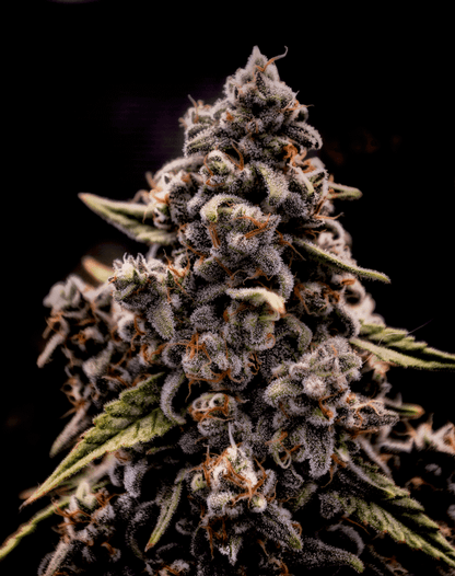 Genius Juice (Brothers Grimm Seeds) feminisiert