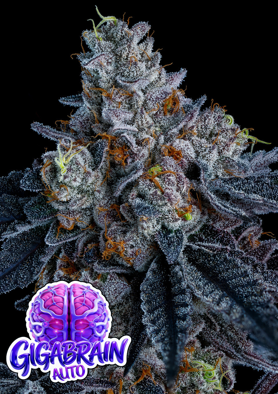 Giga Brain Auto (Anesia Seeds) Cannabis Samen von Anesia Seeds