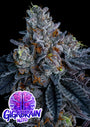 Giga Brain Auto (Anesia Seeds)