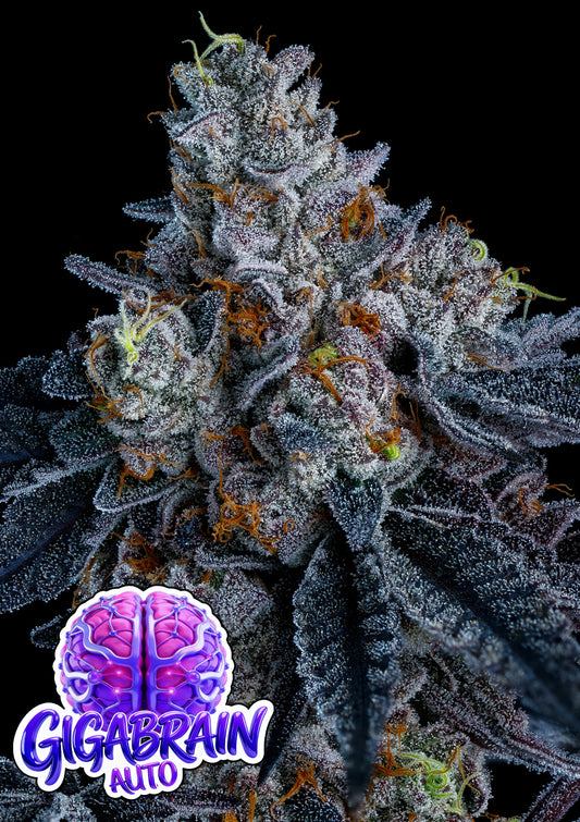 Trinity Auto Mix Pack