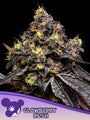 Glowberry Rush (Anesia Seeds) Feminized