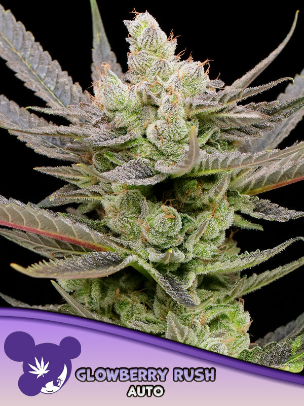 Glowberry Rush Auto (Anesia Seeds)