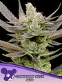 Glowberry Rush Auto (Anesia Seeds)