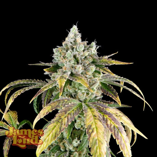 Gorilla Cookies OG Auto (James Loud Genetics)