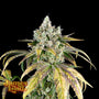 Gorilla Cookies OG Auto (James Loud Genetics)