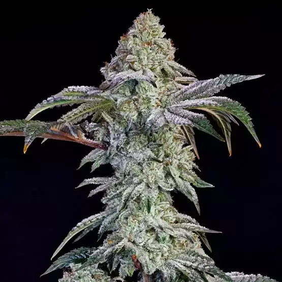 Grandpa's Cookies #6 S1 (Ethos Genetics) feminisiert