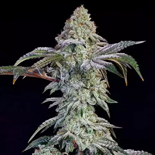 Grandpa's Cookies #6 S1 (Ethos Genetics) feminisiert