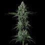Grandpa's Stash R2 (Ethos Genetics) feminized
