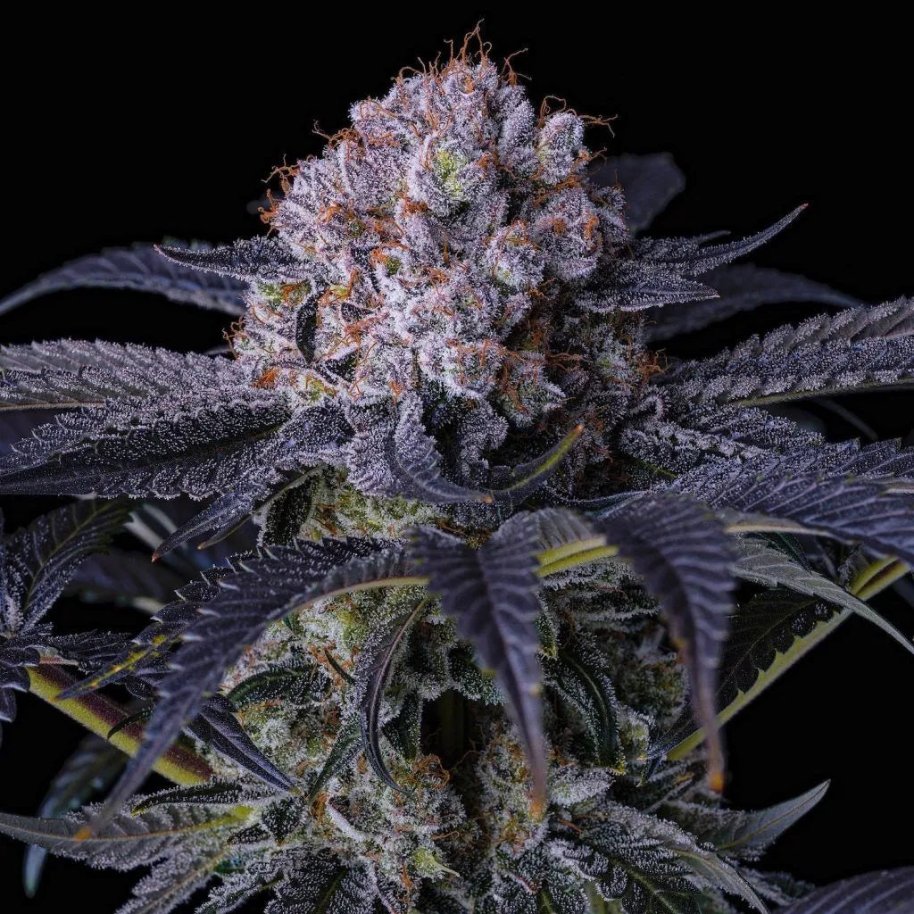 Grape Balls of Fire RBX (Ethos Genetics) feminisiert