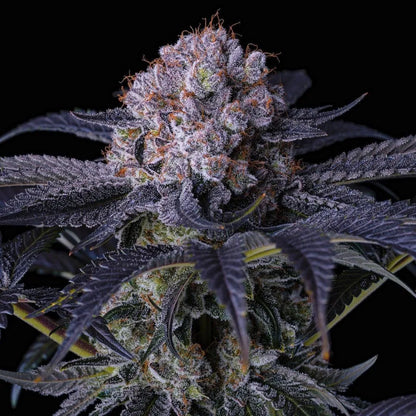 Grape Balls of Fire RBX (Ethos Genetics) feminisiert