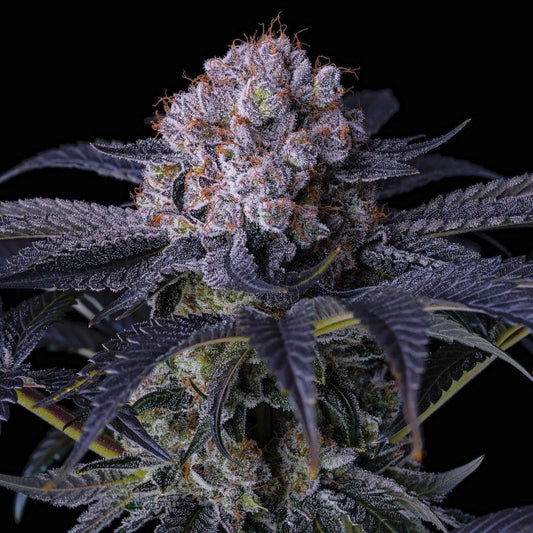 Grape Balls of Fire RBX (Ethos Genetics) feminisiert