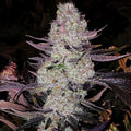 Grape Diamonds R2 (Ethos Genetics) feminisiert Cannabis Samen von Ethos Genetics