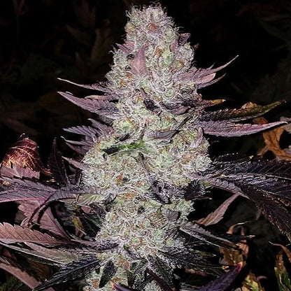 Grape Diamonds R2 (Ethos Genetics) feminisiert