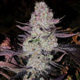 Grape Diamonds R2 (Ethos Genetics) feminized