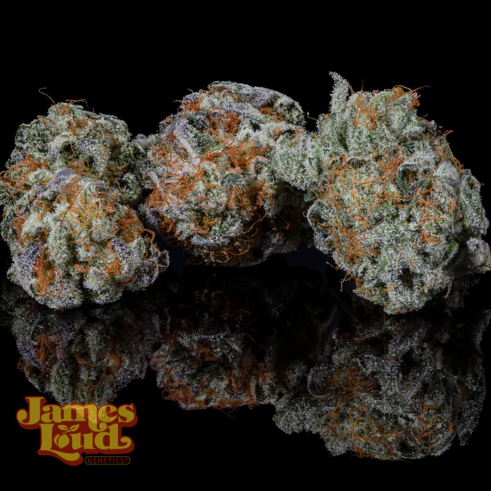 Banana Punch OG Auto (James Loud Genetics)