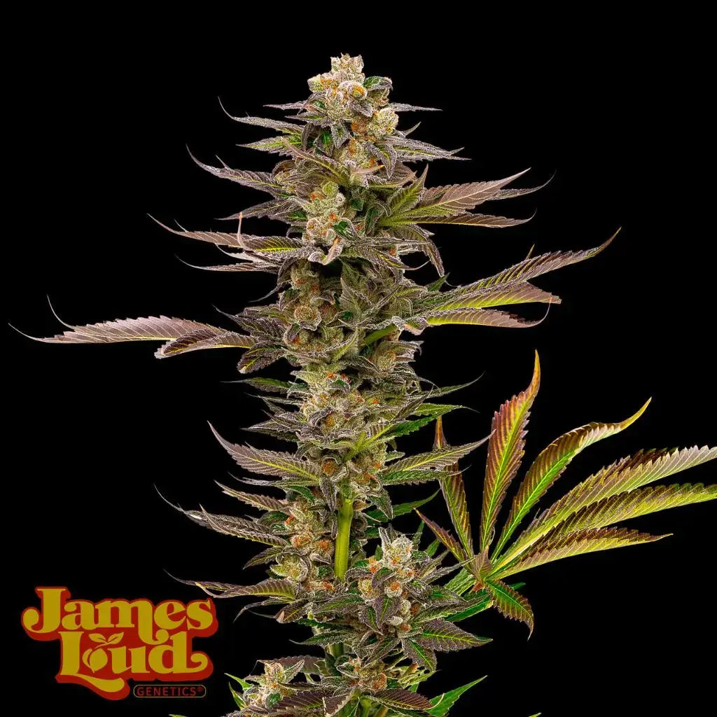 Guavalato Auto (James Loud Genetics)
