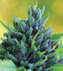 Humboldt Dream (Humboldt Seed Co.) feminized