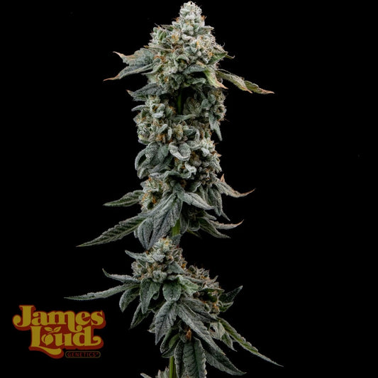 Heavy Z (James Loud Genetics) feminisiert