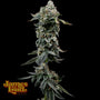 Heavy Z (James Loud Genetics) feminized