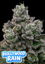 Hollywood Rain (Anesia Seeds) Feminized