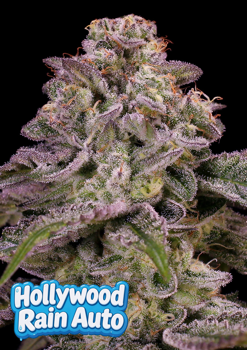 Hollywood Rain Auto (Anesia Seeds) Cannabis Samen von Anesia Seeds