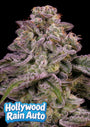Hollywood Rain Auto (Anesia Seeds)