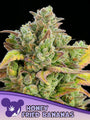 Honey Fried Bananas (Anesia Seeds) Feminized