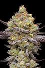 Hyper Za (Humboldt Seed Co.) feminized