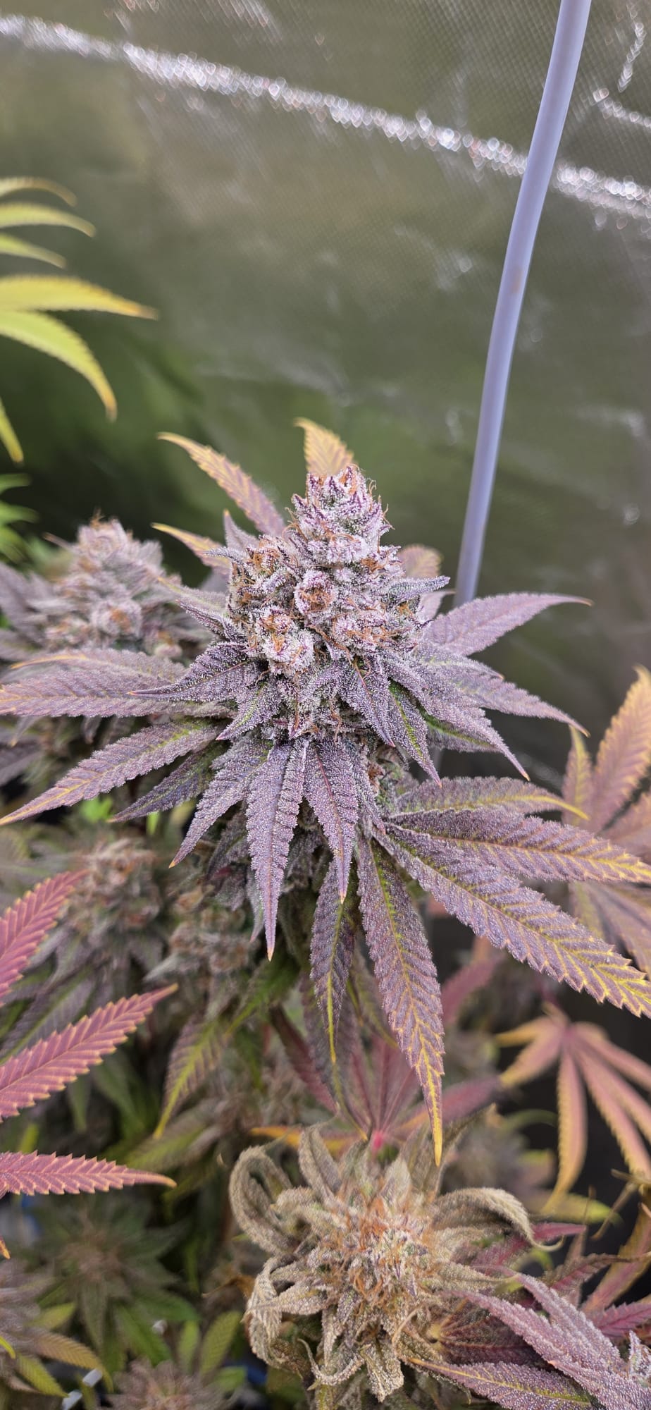 STRAIN OF THE WEEK: JELLY BREATH S1