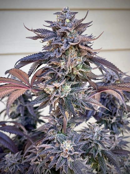Zodaza (Umami Seeds) feminisiert