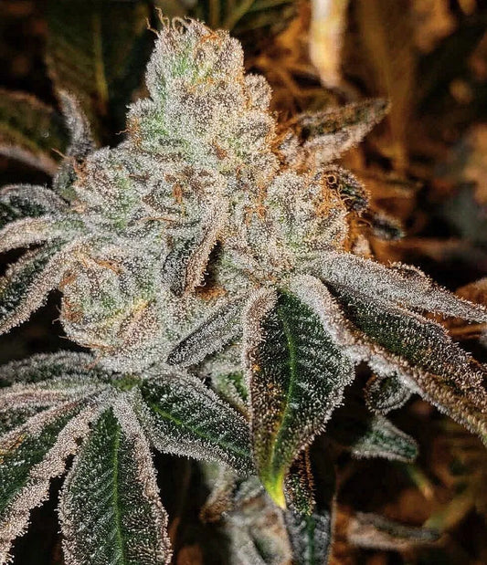 Johnny Dang R1 (Ethos Genetics) feminisiert