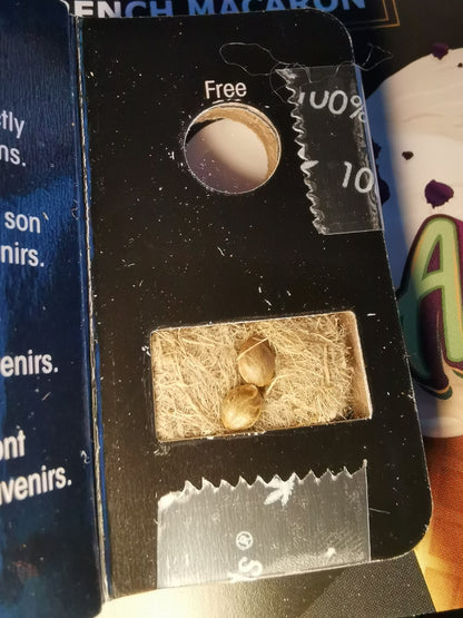 French Macaron Auto (T.H.Seeds)