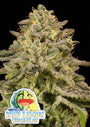 Iced Lemon Watermelon (Anesia Seeds) feminized
