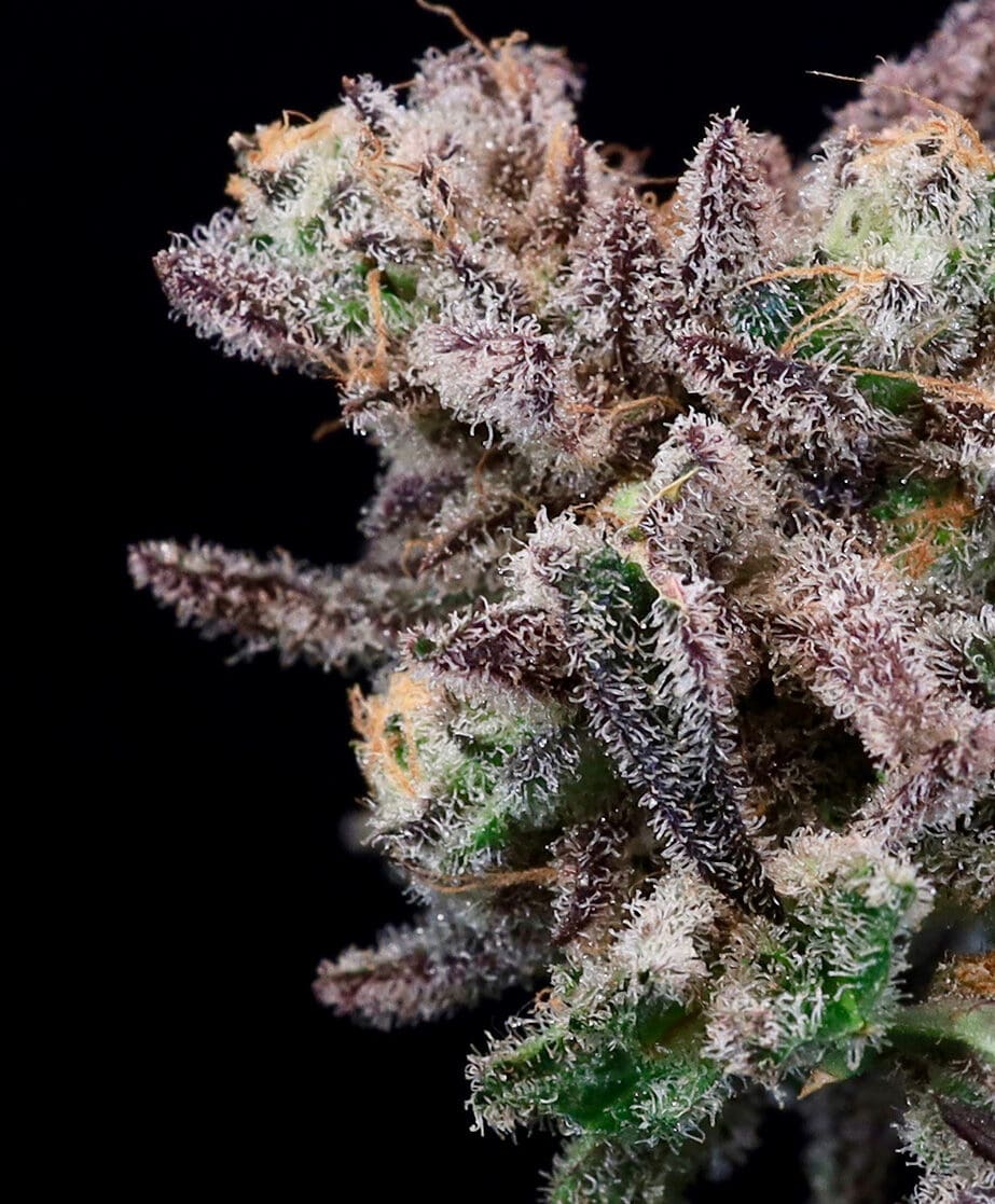 Iced Sangria (Atlas Seed) feminisiert