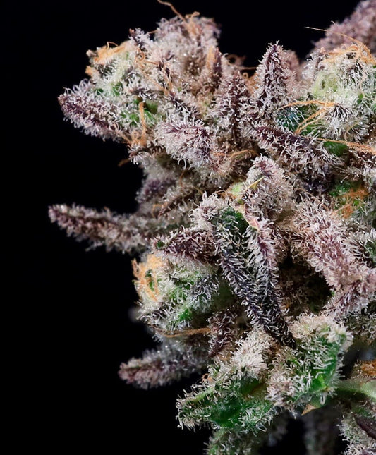 Iced Sangria (Atlas Seed) feminisiert