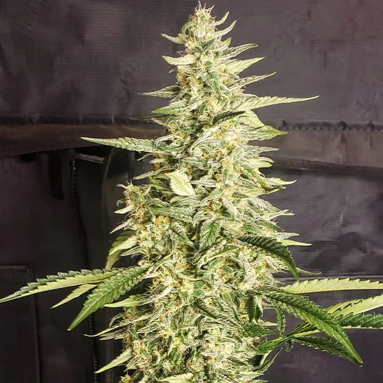 Inzane Auto (Ethos Genetics)