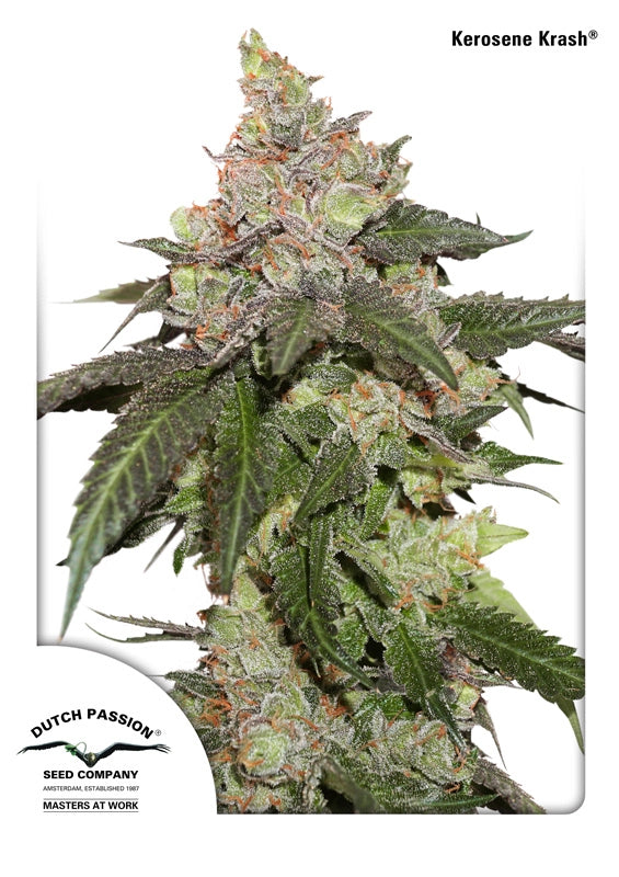 Kerosene Krash Auto (Dutch Passion) Cannabis Samen von Dutch Passion